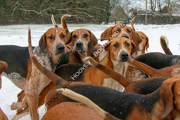 Hound Exercise