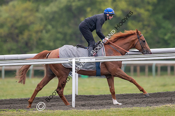 Newmarket Gallops
