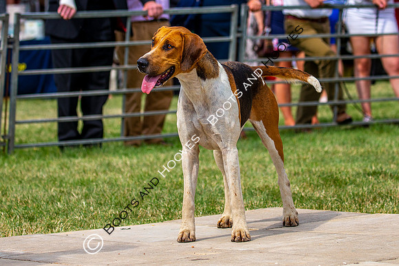 Festival of Hunting