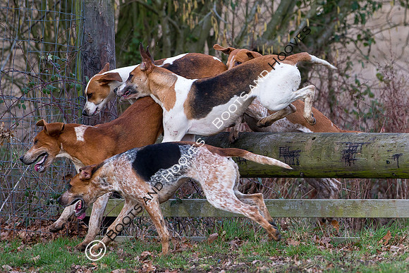 East Essex Hunt. Ladies Day. 29/01/2019 ~ MANDATORY Credit Elli Birch/Bootsandhooves - NO UNAUTHORISED USE - 07745 909676