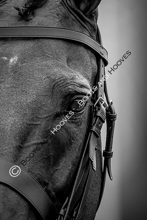 The Longines Royal International Horse Show