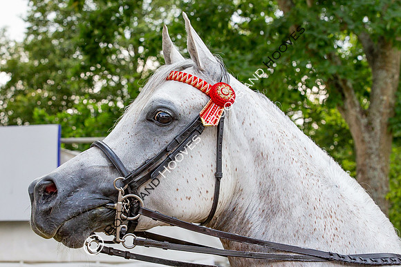 The Prenetics Royal International Horse Show