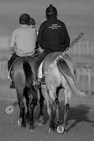 Newmarket Gallops