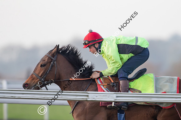 Newmarket Gallops