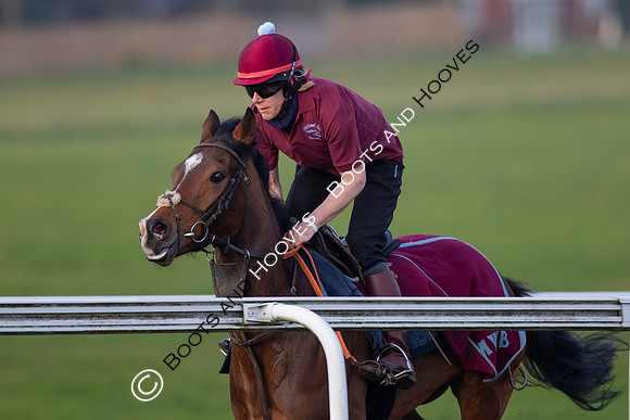 Newmarket Gallops