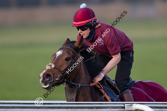 Newmarket Gallops
