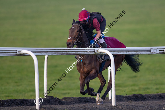 Newmarket Gallops