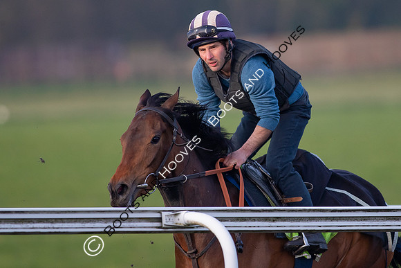 Newmarket Gallops