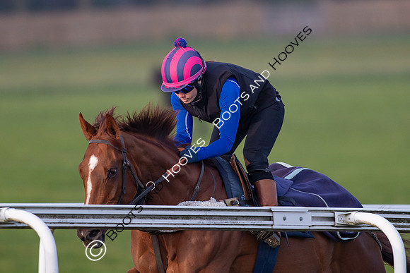 Newmarket Gallops