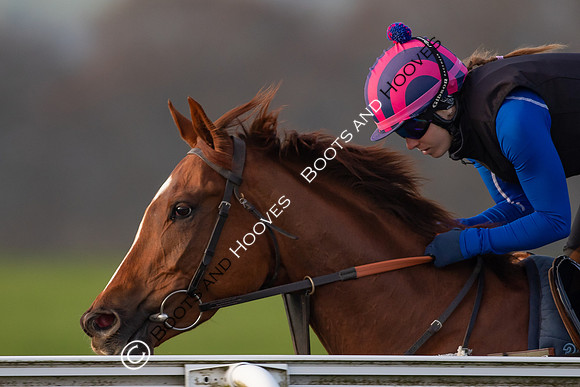 Newmarket Gallops