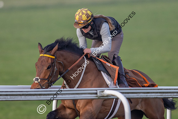 Newmarket Gallops