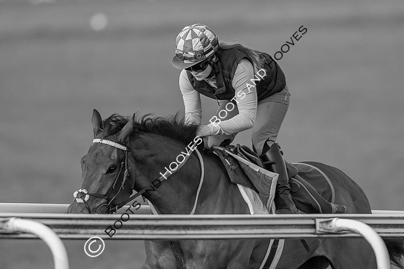 Newmarket Gallops