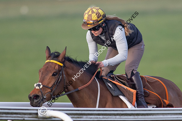 Newmarket Gallops