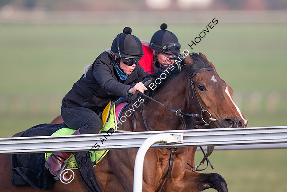 Newmarket Gallops