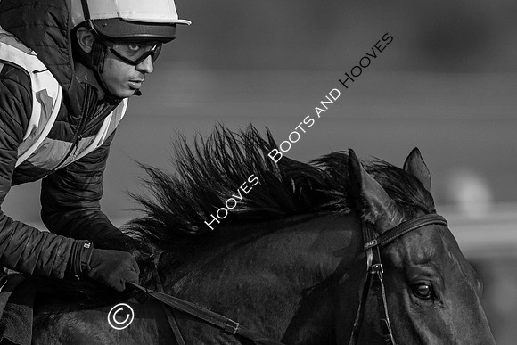 Newmarket Gallops