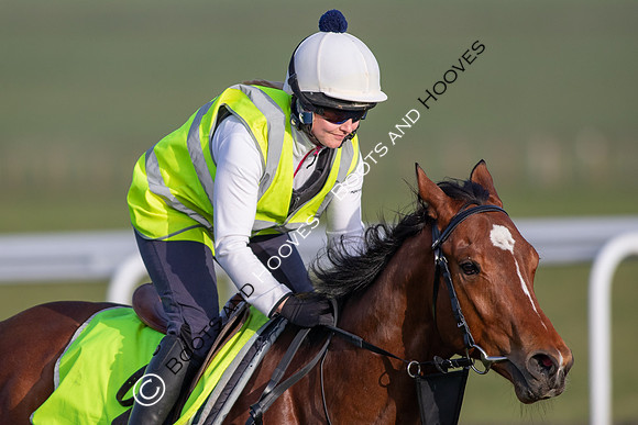 Newmarket Gallops
