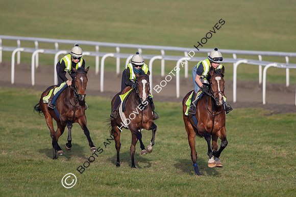 Newmarket Gallops