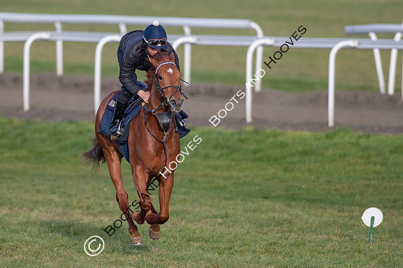 Newmarket Gallops