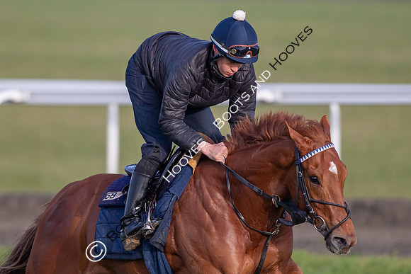 Newmarket Gallops