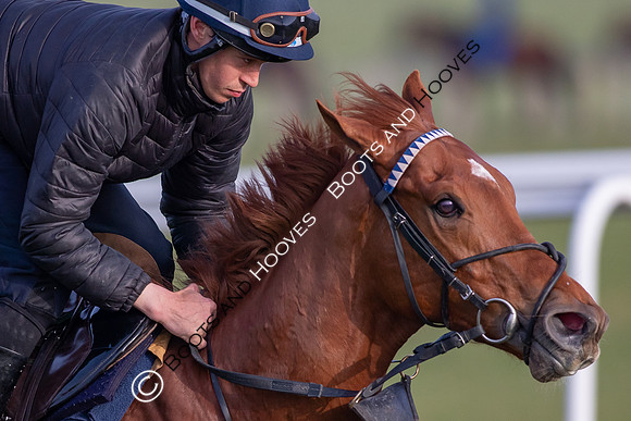 Newmarket Gallops