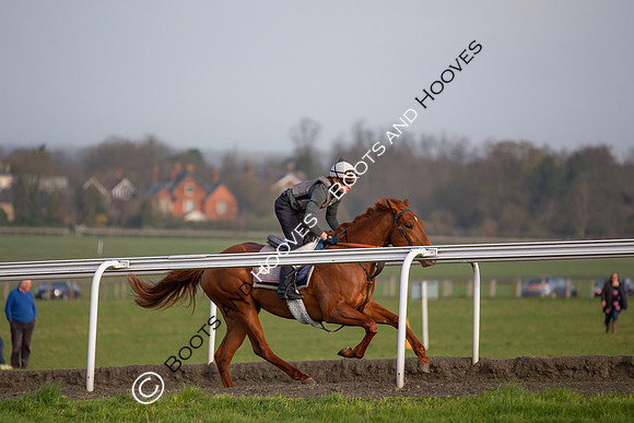 Newmarket Gallops