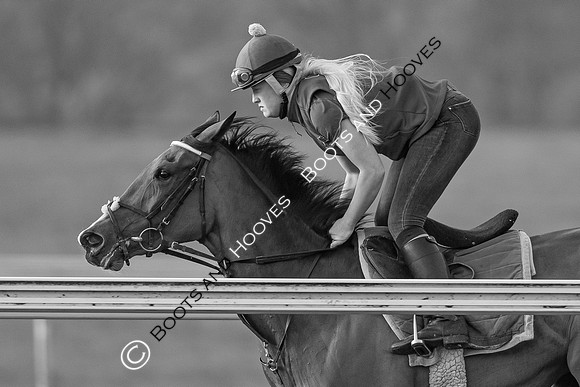 Newmarket Gallops