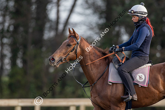 Newmarket Gallops