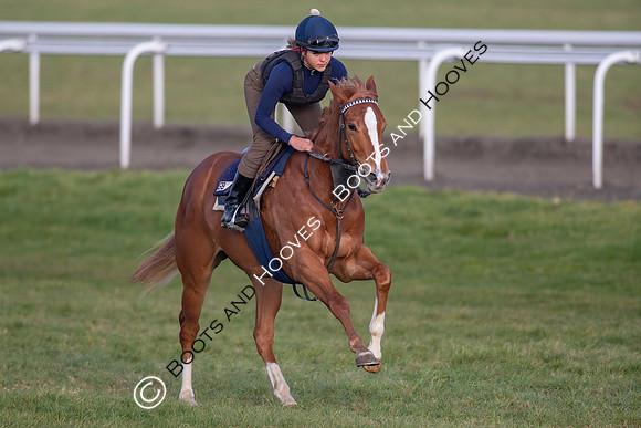 Newmarket Gallops