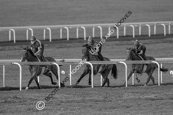 Newmarket Gallops