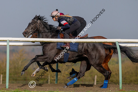 Newmarket Gallops