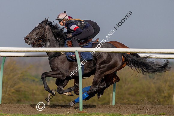Newmarket Gallops