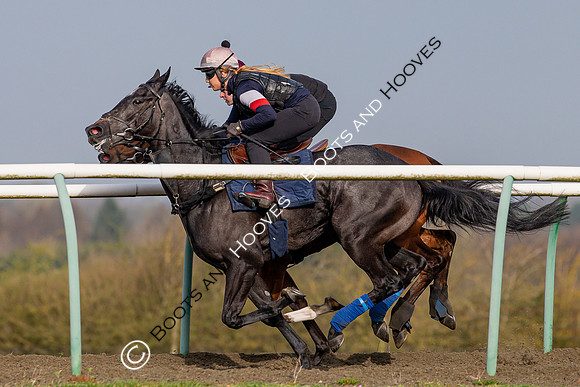Newmarket Gallops