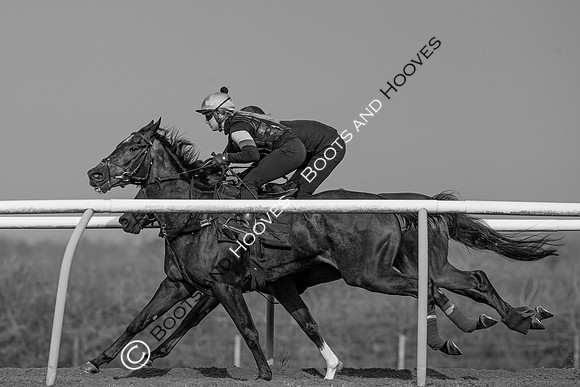 Newmarket Gallops