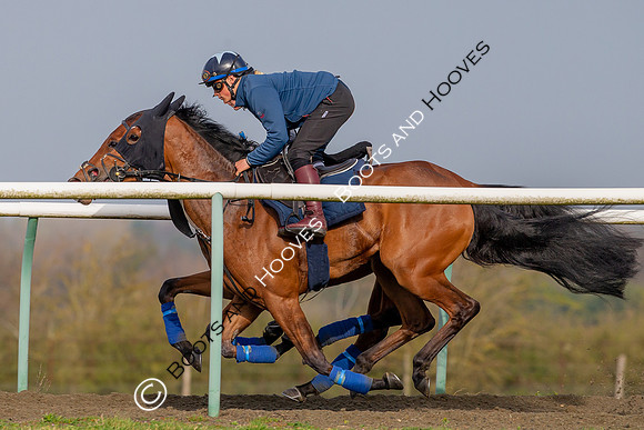 Newmarket Gallops