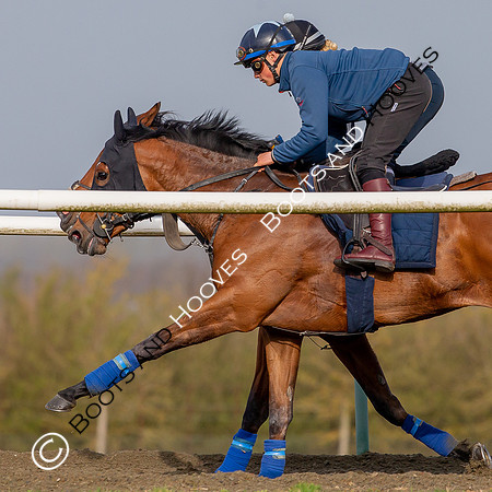 Newmarket Gallops
