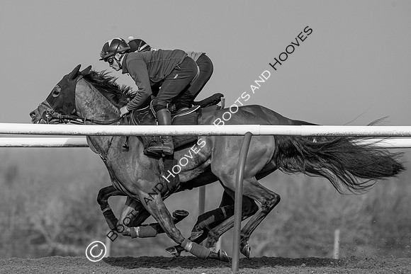 Newmarket Gallops