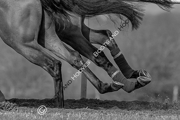 Newmarket Gallops