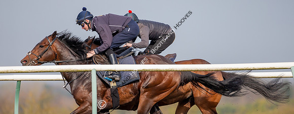 Newmarket Gallops