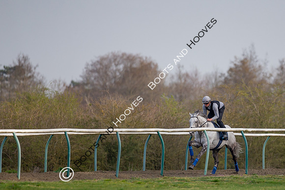 Newmarket Gallops