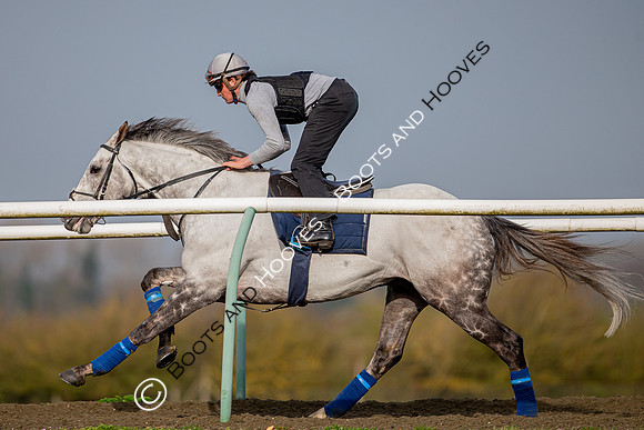 Newmarket Gallops