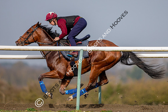 Newmarket Gallops