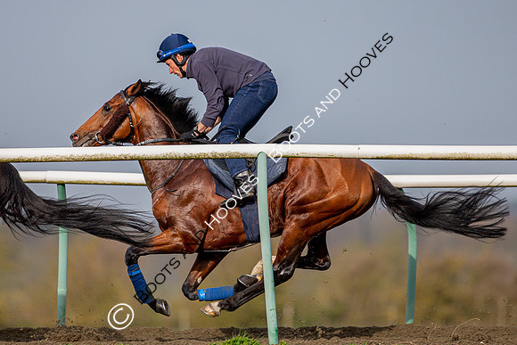 Newmarket Gallops