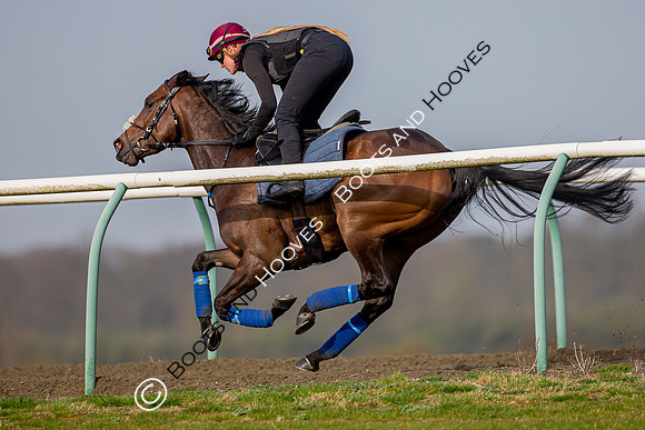 Newmarket Gallops