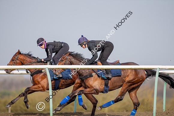 Newmarket Gallops