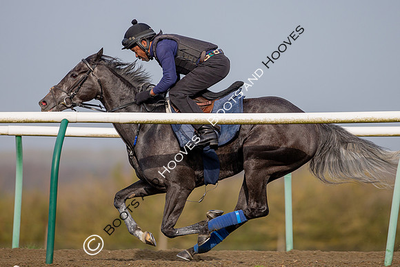 Newmarket Gallops