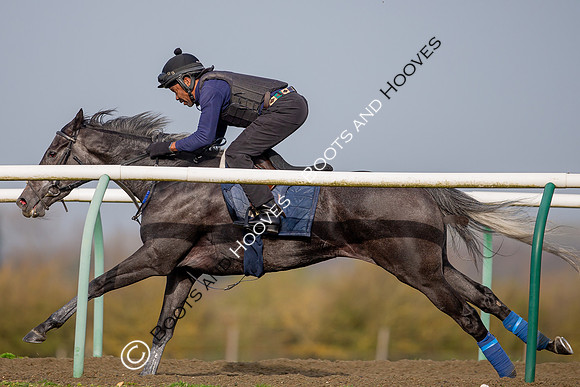 Newmarket Gallops