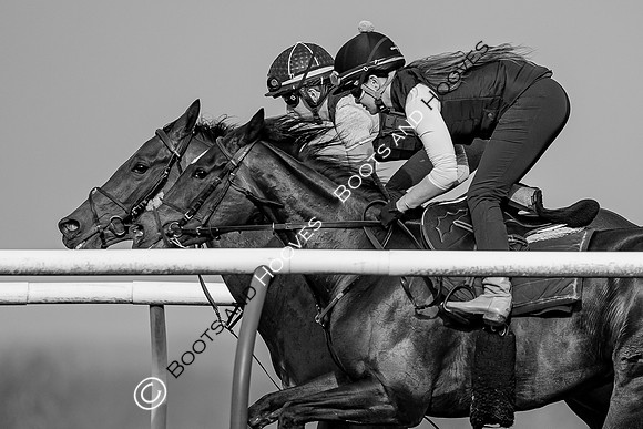 Newmarket Gallops