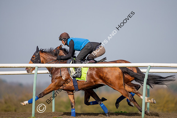 Newmarket Gallops
