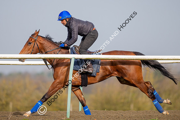Newmarket Gallops