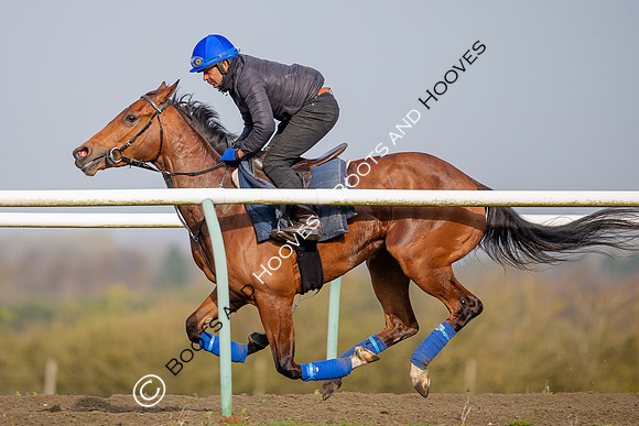 Newmarket Gallops